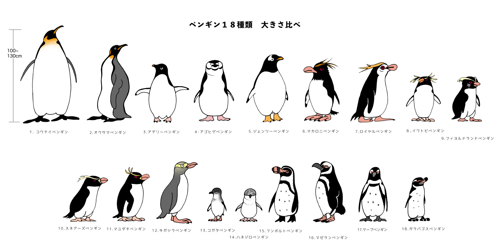 ペンギン１８種類背比べ